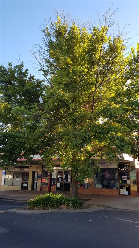 Plain Tree Russell St
