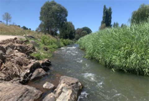 Adelong Creek.png