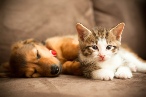 changes to pet laws