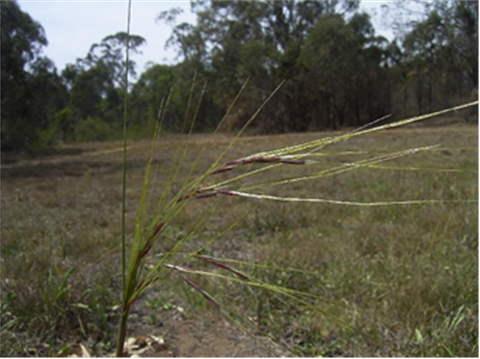 Chilean Needle Grass Alert.png