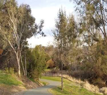 Adelong-Creek-Walk-1.png
