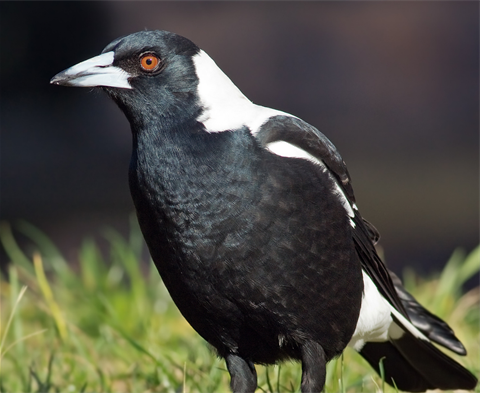 Magpie.png